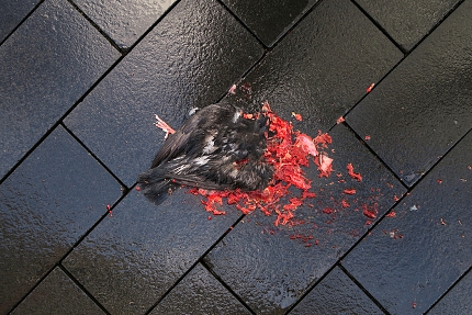 roadkill 2-2016 0171